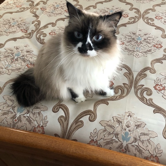 🌹Meet your Posher, Kelly - Picture 11 of 15